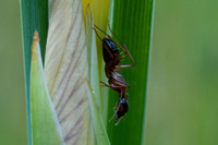 Carpenter Ant (Camponotus sp.) in Profile