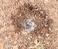 Tarantula Hole with Web?