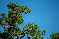 Valley Oak (Quercus lobata) with Acorn Woodpecker (Melanerpes formicivorus)