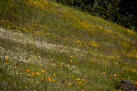 Native Wildflowers in Serpentine Grasslands