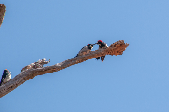 Acorn Woodpecker Feeding a Young Bird