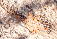 Harvester Ant (Messor andrei) Carrying Seed