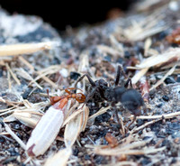 Harvester Ant with Dead Ant