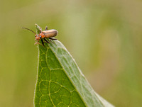 Beetle on Mule Ears