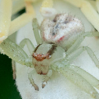 Crab Spider Waits for Prey (Detail)