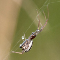 Spider with Dew