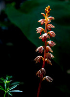 Striped Coralroot Orchid (Corallorhiza striata) (?)