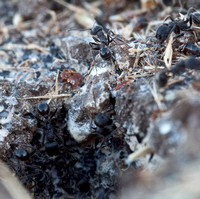 Harvester Ant Nest
