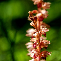 Striped Coralroot Orchid (Corallorhiza striata) (?)