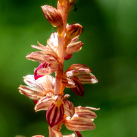 Striped Coralroot Orchid (Corallorhiza striata) (Detail)