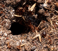 Entrance to Messor Ant Nest