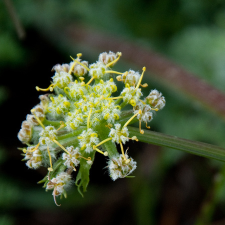 Flower of Wooly-fruited Lomatium (Lomatium dasycarpum ssp. dasycarpum)
