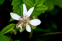Blackberry Flower
