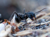 Harvester Ant with Dead Ant
