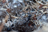 Harvester Ant with Dead Ants