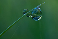 Dewdrops on Grass
