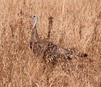 Turkey in Grass