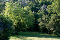 Valley Oak (Quercus lobata) in Morning Light
