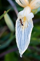 Carpenter Ant (Camponotus sp.) on white Iris petal.