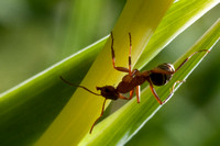 Field Ant (Formica moki) on white Iris