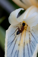 Carpenter Ant (Camponotus sp.) going into white Iris petal.