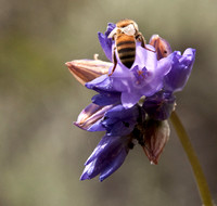 Bee on Blossom