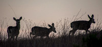 Deer at Dawn
