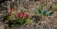 Warrior's Plume (Pedicularis densiflora) and Hound's Tongue (Cynoglossum grande)