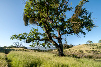 Two Valley Oaks (Quercus lobata) on Road F