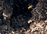 Yellowjacket Wasp Nest