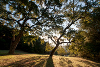 Valley Oaks in Mader Valley