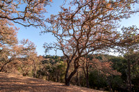 Blue Oak on Coyote Hill, Portola Valley Ranch