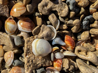 Shells on Tel Aviv Coastline