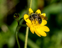 Western Honeybee (Apis melifera) visits California Buttercups (Ranunculus californicus)