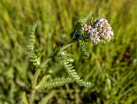 Common Yarrow (Achilea millefolium)