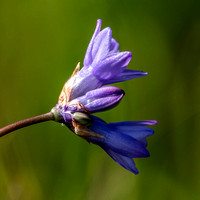 Blue Dicks (Dipterostemon capitatus ssp. capitatus)