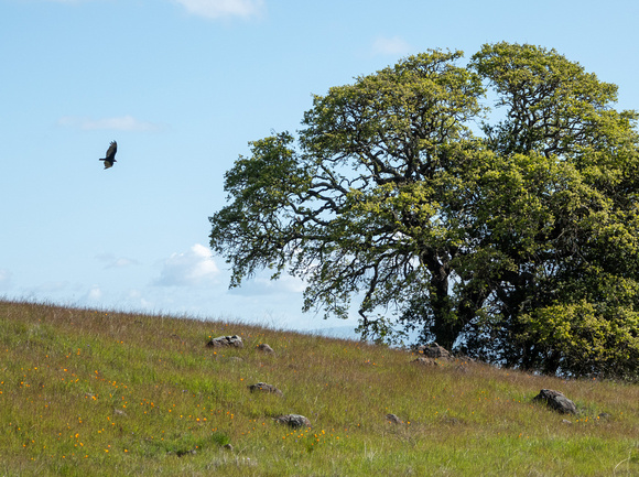 Turkey Vulture approaches Blue Oak in Serpentine