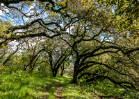 Valley Oaks (Quercus lobata) in Springtime