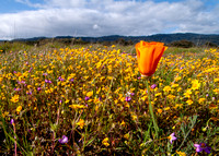California Poppy and Goldfields