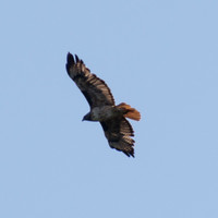 Red-tailed Hawk (Buteo jamaicensis) in Flight