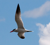 Caspian Tern (Sterna caspia) in Flight over Searsville Lake