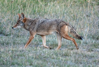 Coyote Jogging (2)