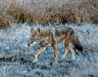Coyote Hunting (3)