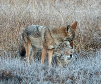 Coyote Pair