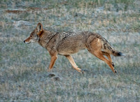 Running Coyote (2)