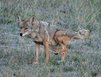 Coyote Marking