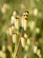 Seeds of Rattlesnake Grass (Briza maxima)