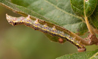 Larva of Butterfly or Moth