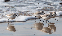 Drifting Sandpipers