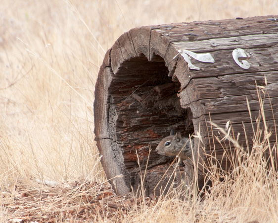 California Ground Squirrel (Spermophilus becheyi) keeps watch from a Hollow Log